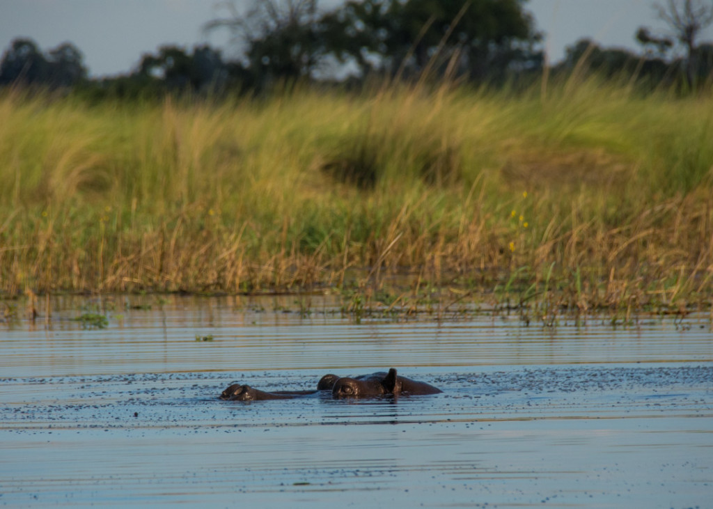 Water Safari in the Okavango Delta