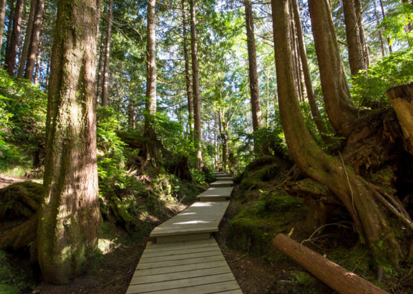 Surf Culture & Old Forest Walks in Tofino, BC | Flying Fourchette