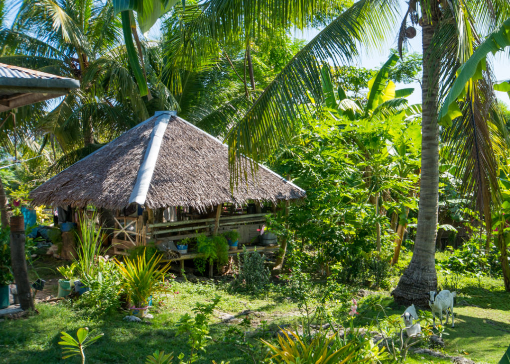 Dolphins And Tropical Bliss On Pamilacan Island 