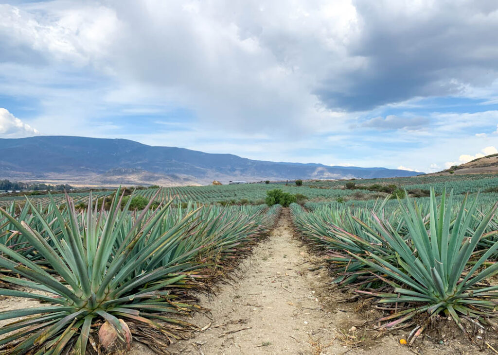 oaxaca mezcal distillery tour