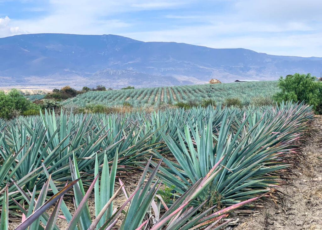 oaxaca mezcal distillery tour