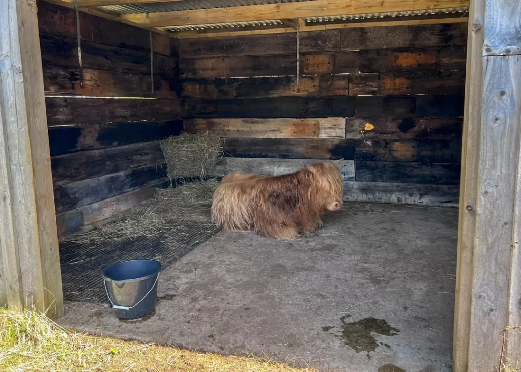 Highland cow on the  West Highland Way