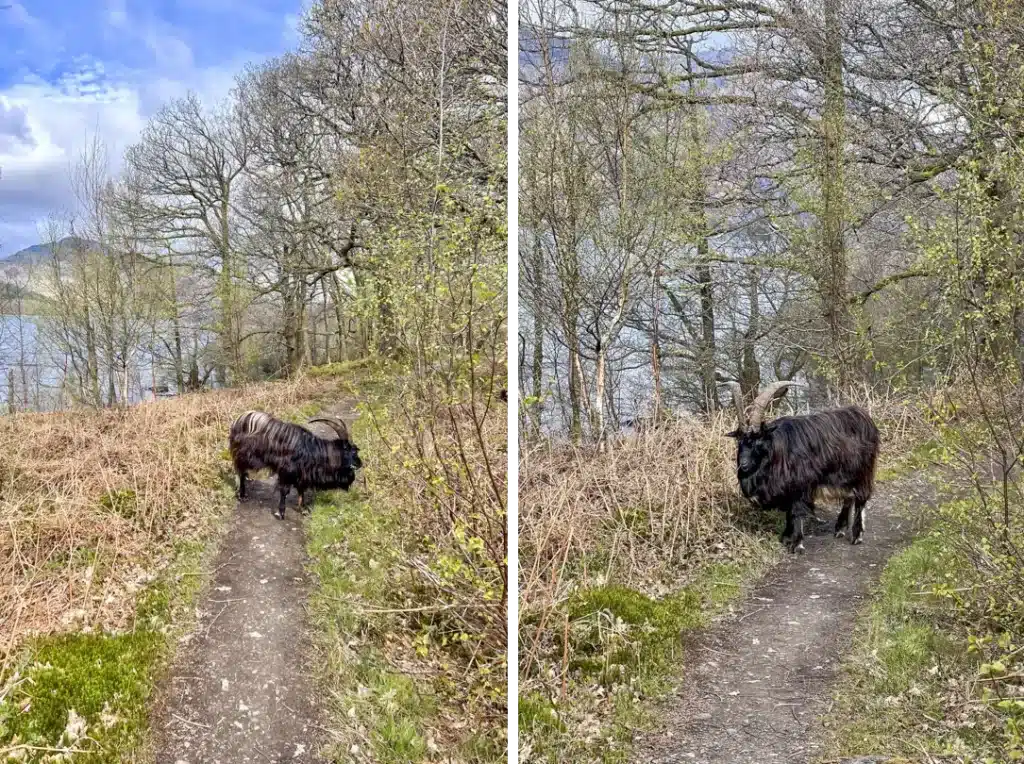 Ferral goat on the West Highland Way