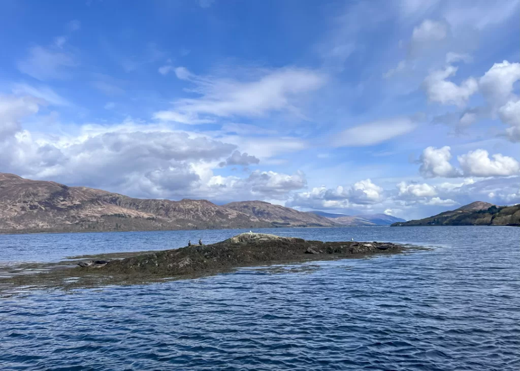 Seals near Fort William