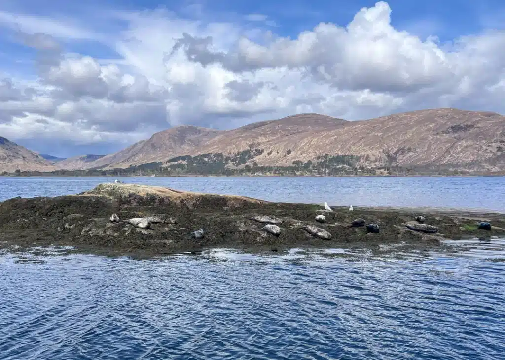 Seals near Fort William