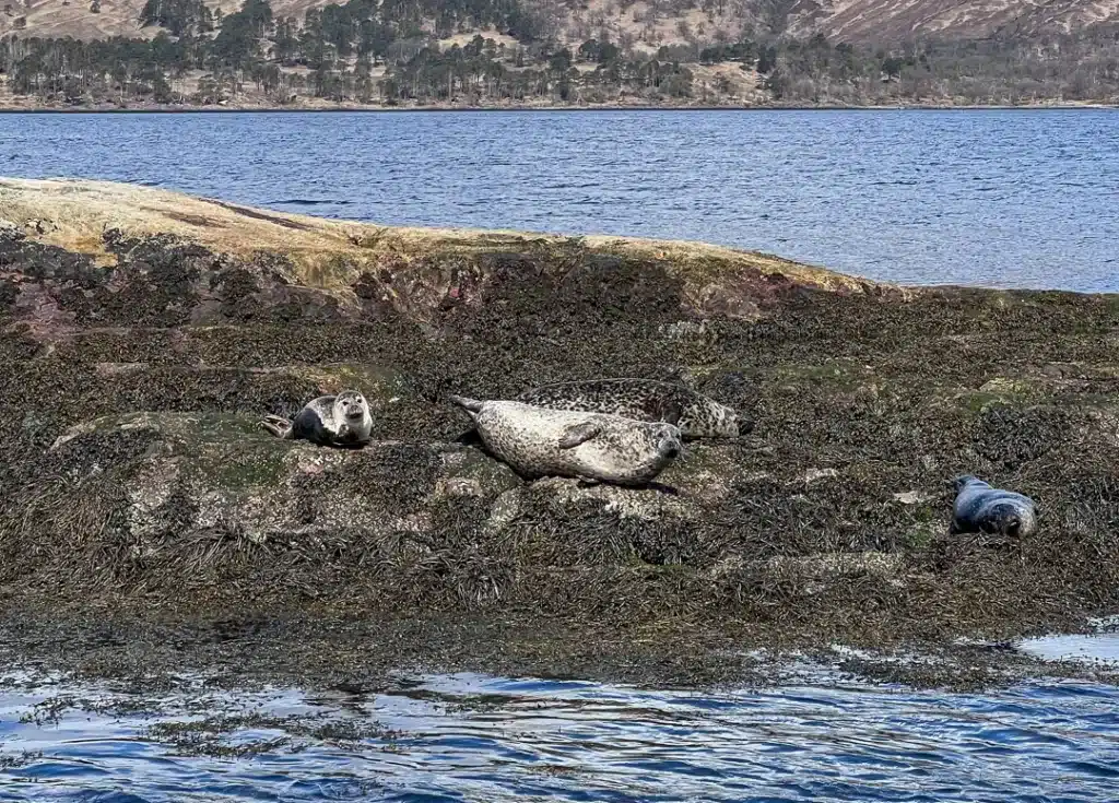 Seals near Fort William