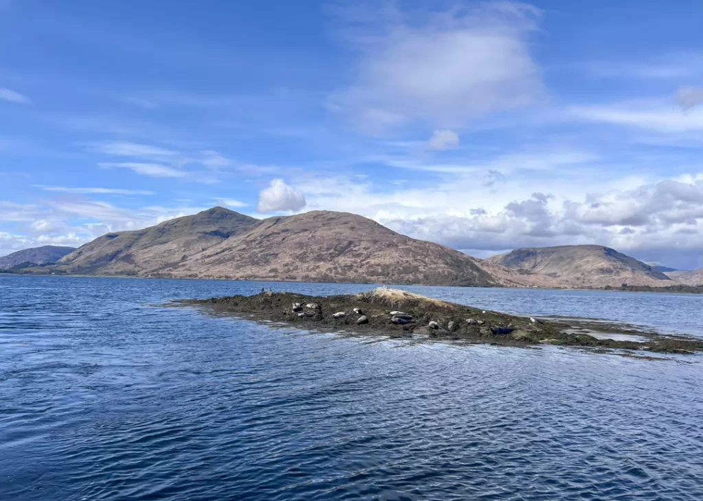 Seals near Fort William